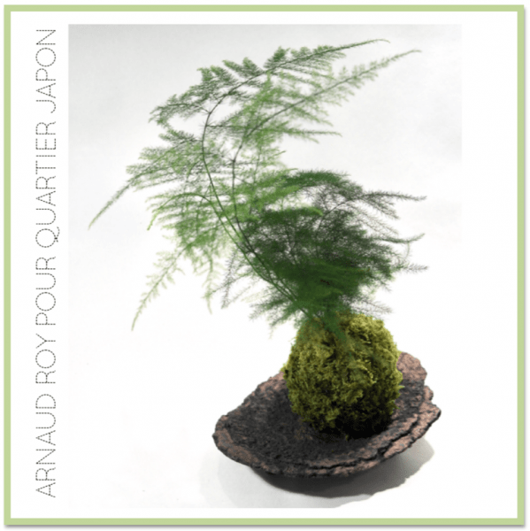 Atelier kokedama 1