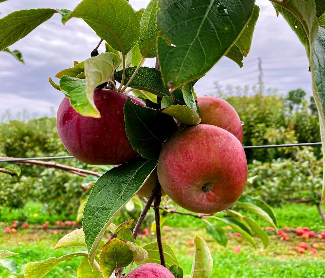 Easy Pickin's Orchard 1