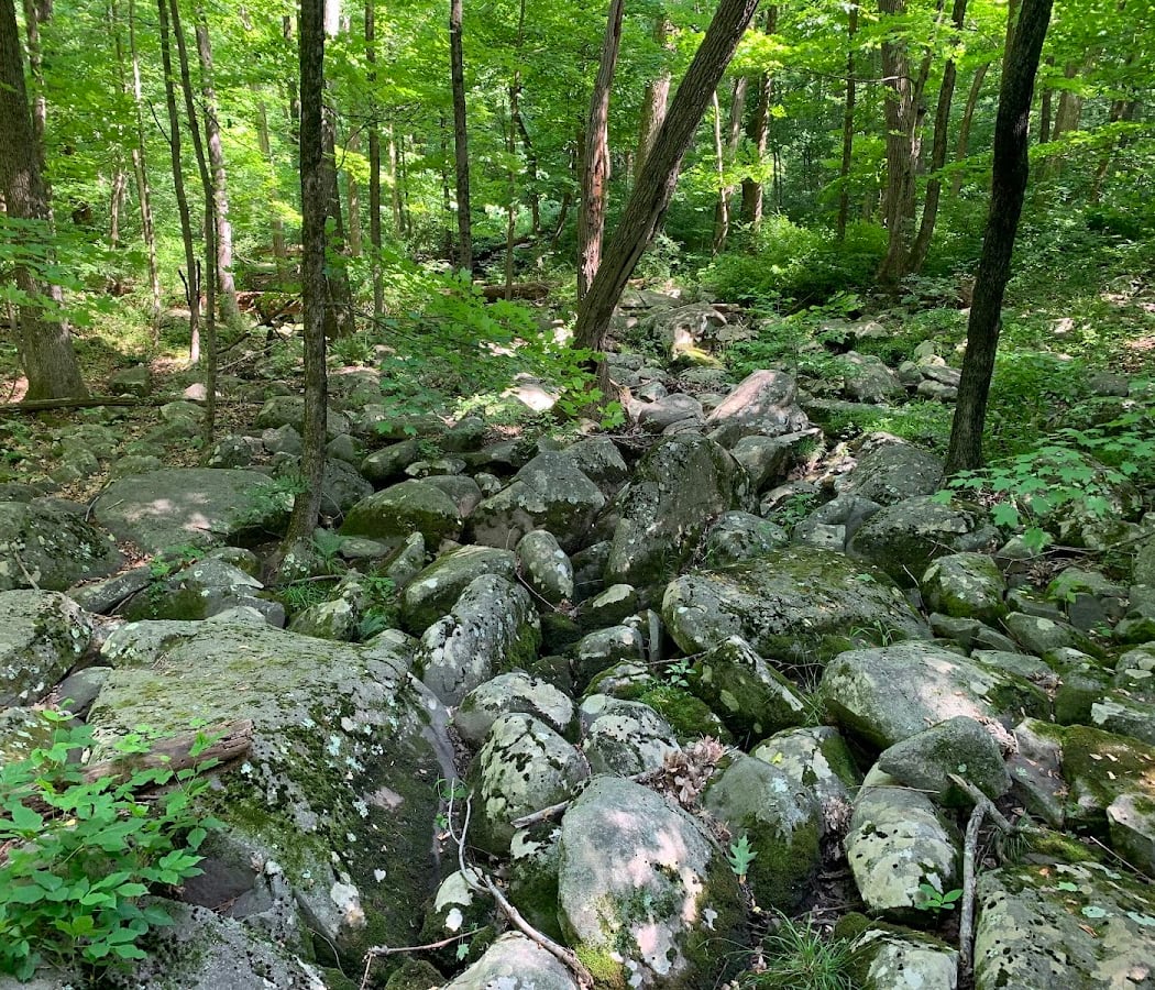 A Summer Solstice Forest Bathing Retreat 3