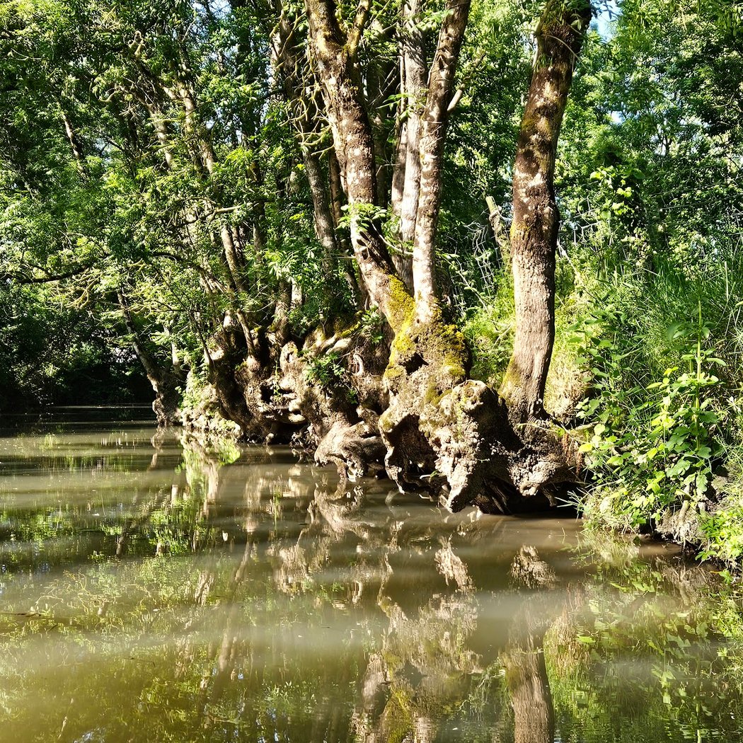 Embarcadères de Damvix La Grenouille Bleue Balades en barque dans le Marais Poitevin 2
