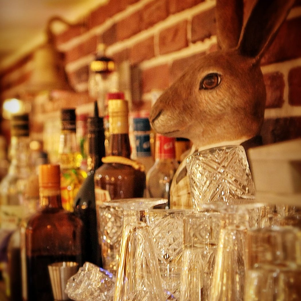 Bunny 1