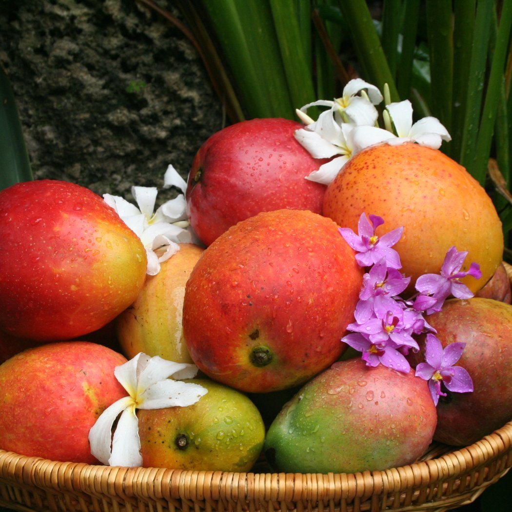 Mango Festival 2