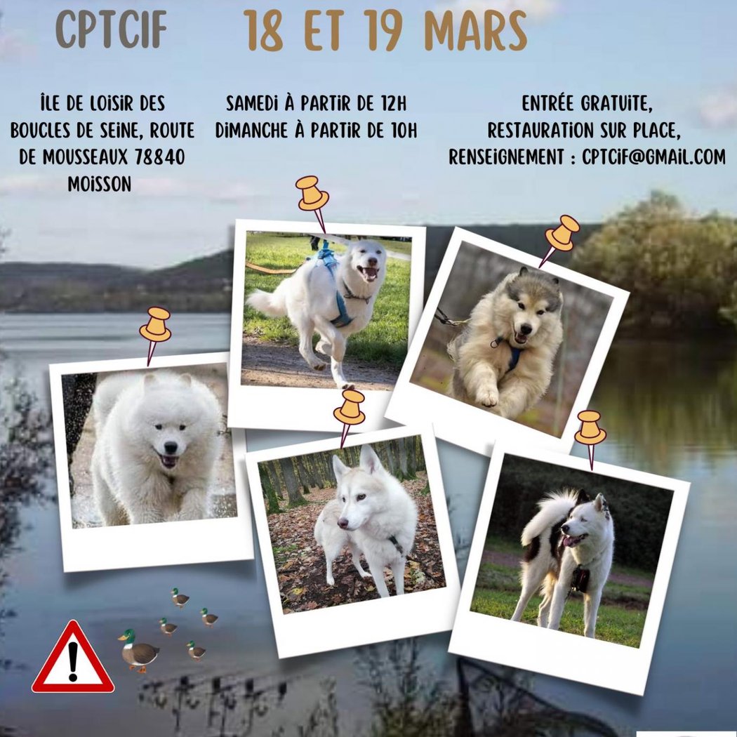 Course de Chiens de Traîneaux 1