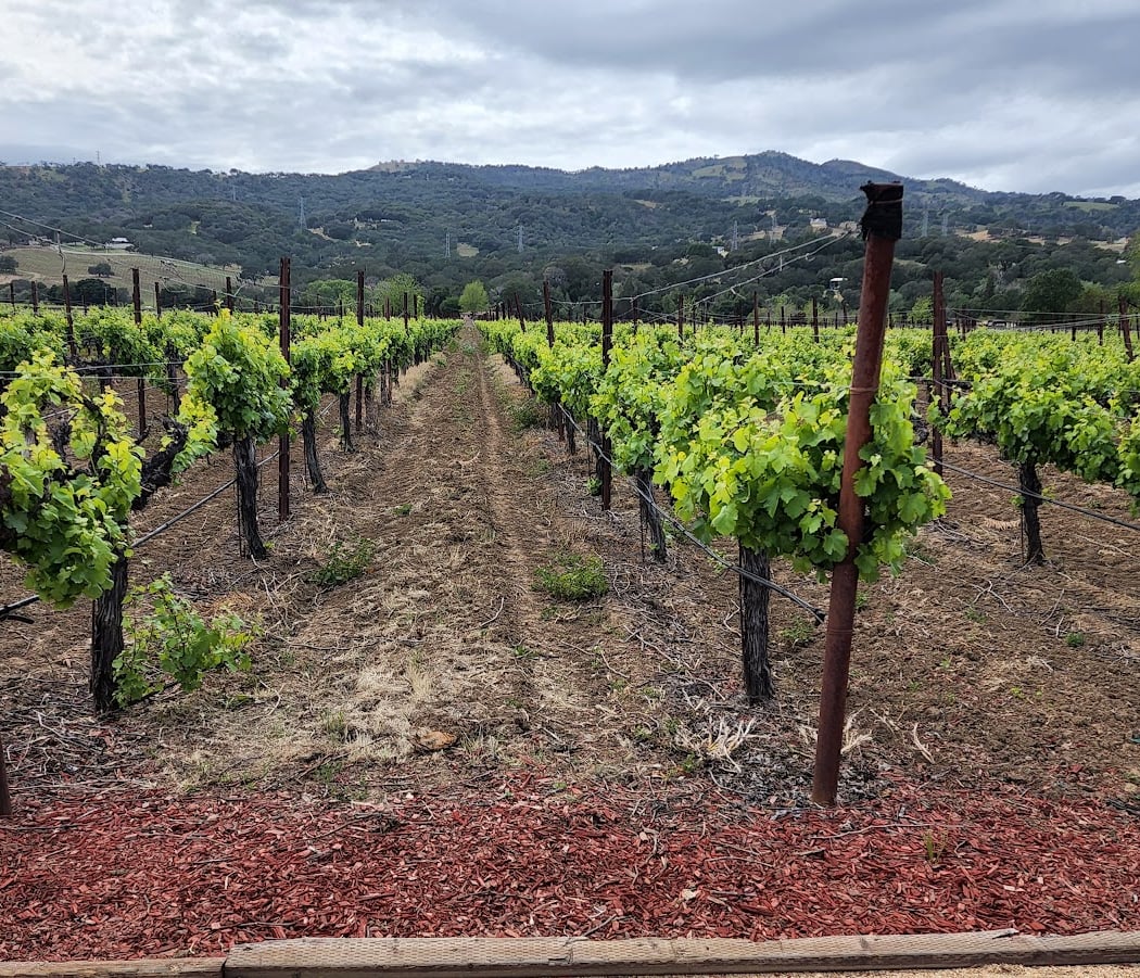 Vezér Family Vineyard - Blue Victorian 3