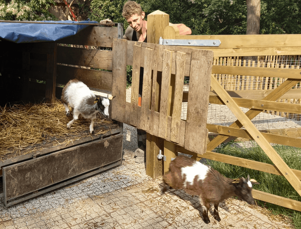 LES ANIMAUX DE LA FERME 2
