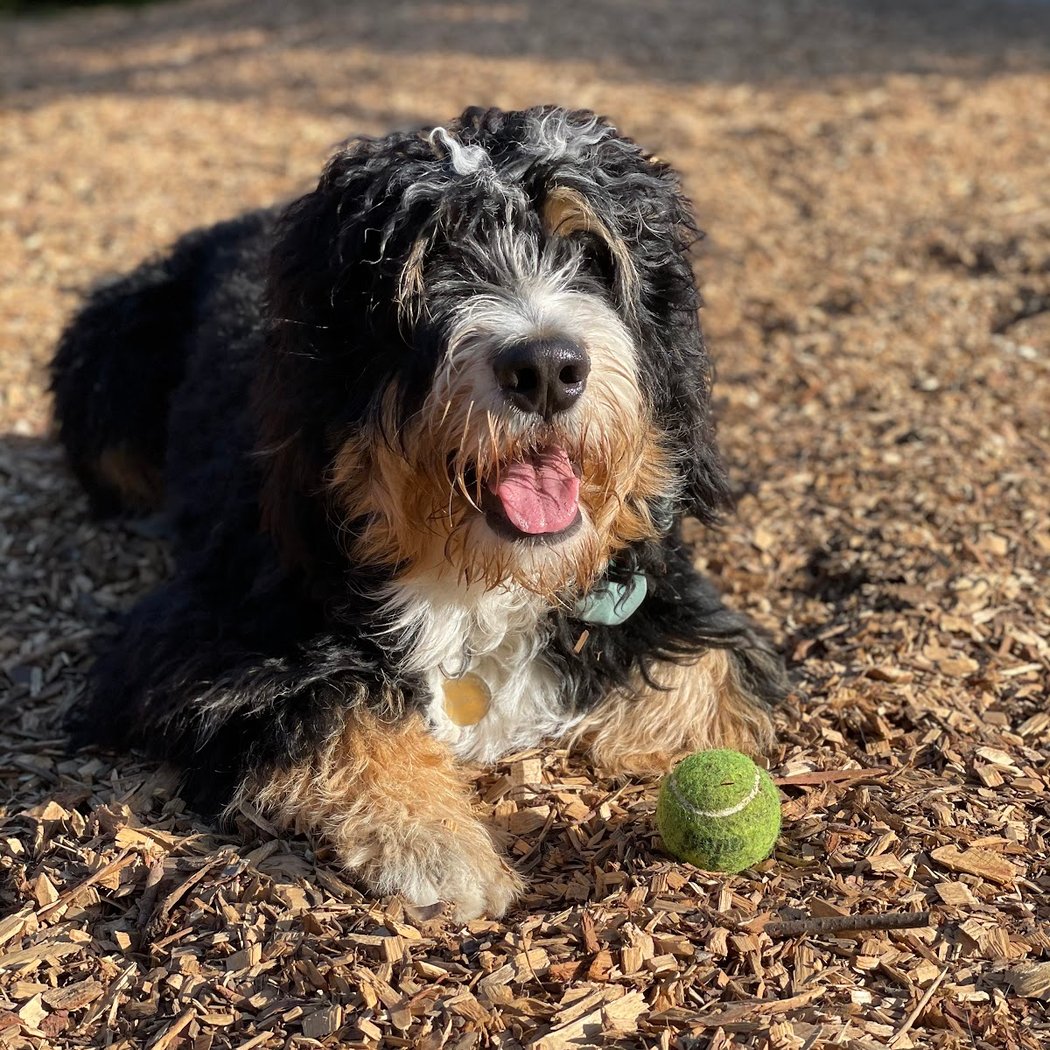 Mountain Lake Park Dog Play Area 1