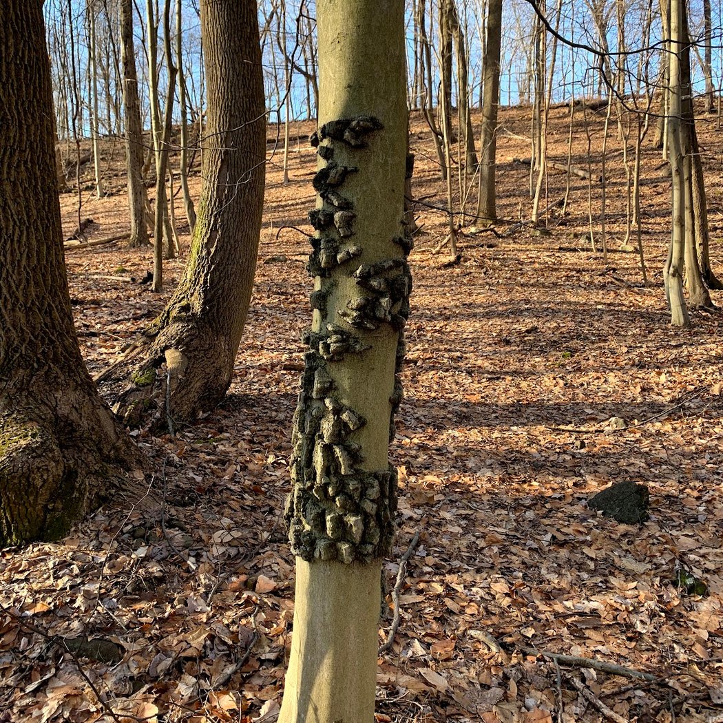 Clausland Mountain Park 3