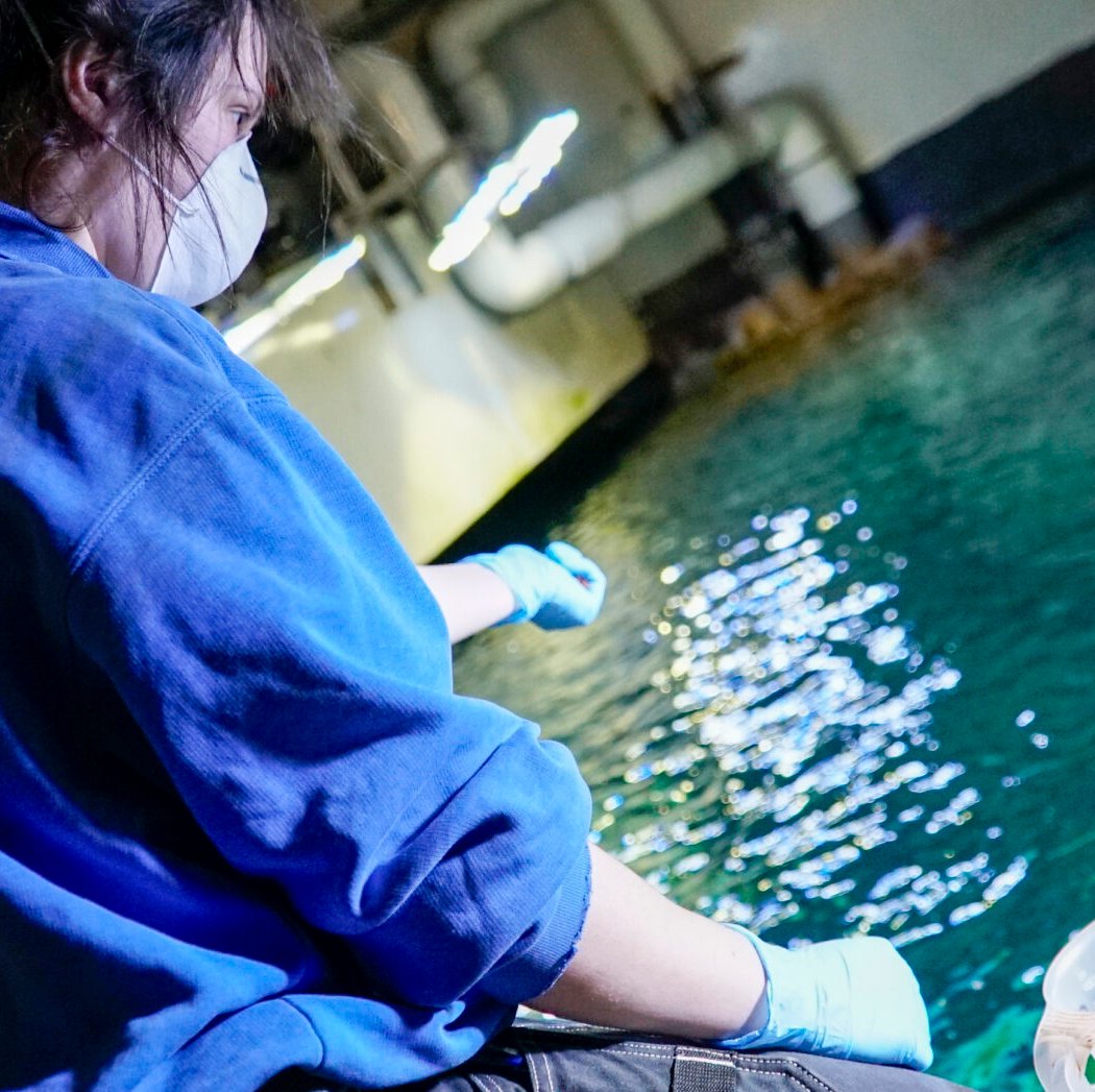 Nourrissage des requins 1