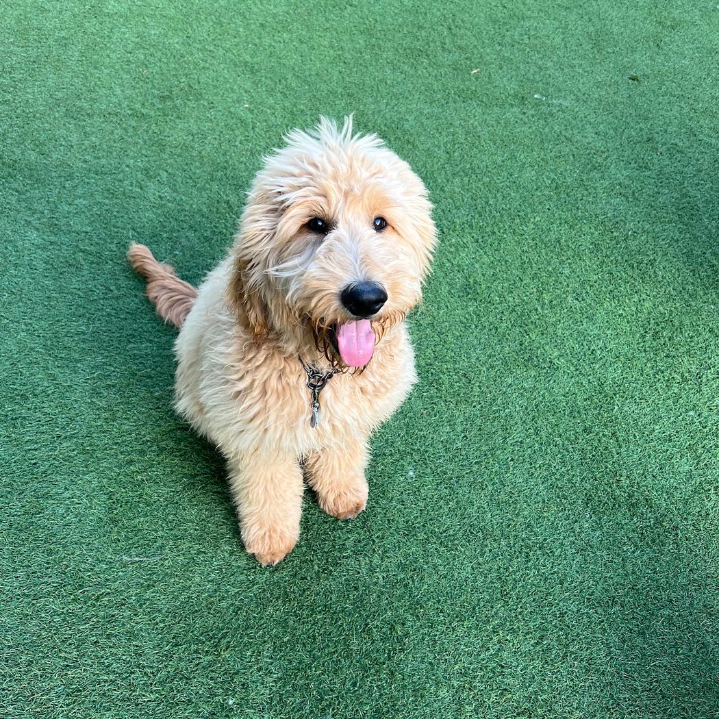 SoMa West Dog Park 1