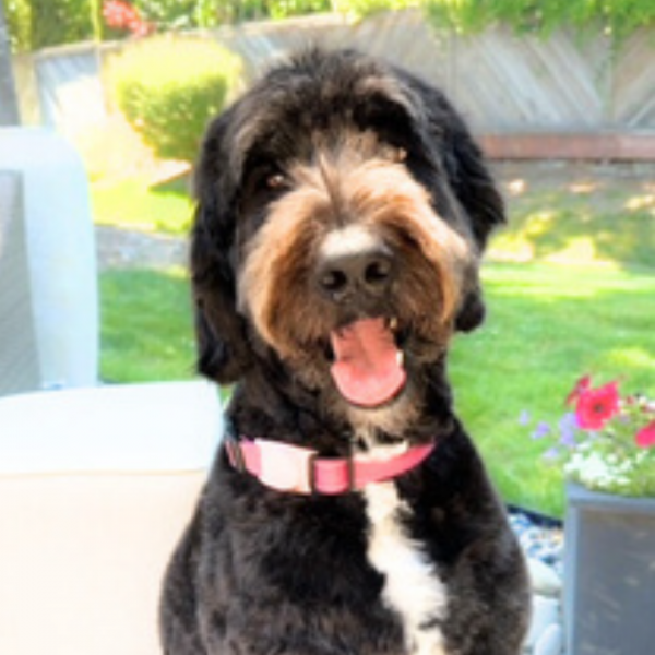 Bow-Wow for Books: Read to Bubbles 1