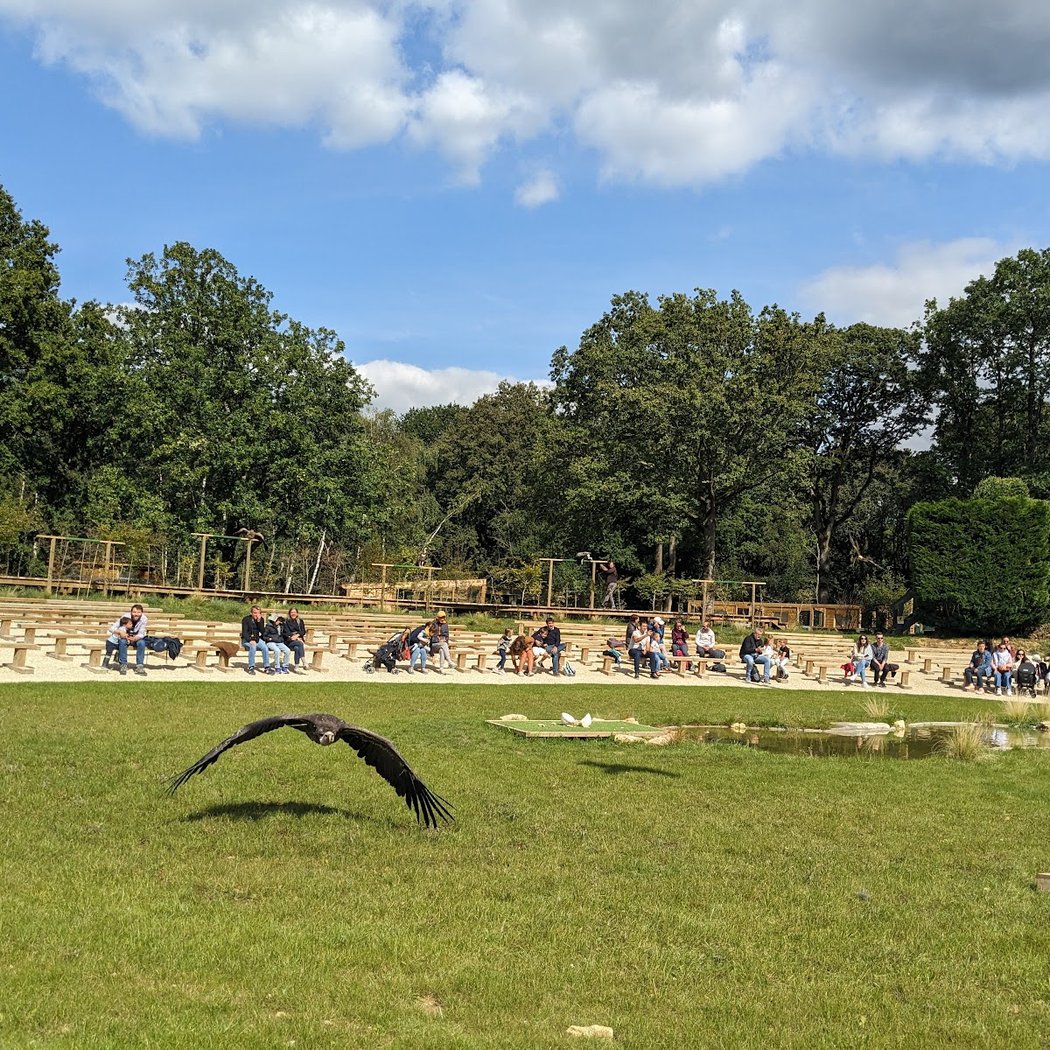 Démonstration de vol libre des rapaces 3