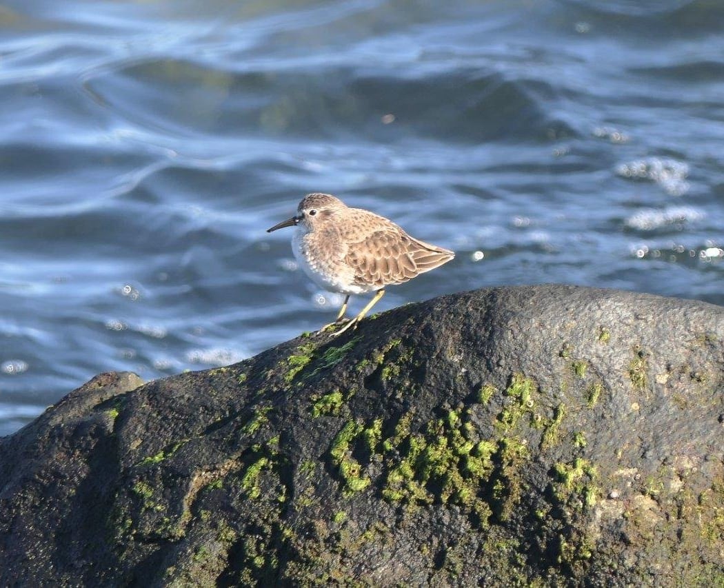 Birding with Bob 3