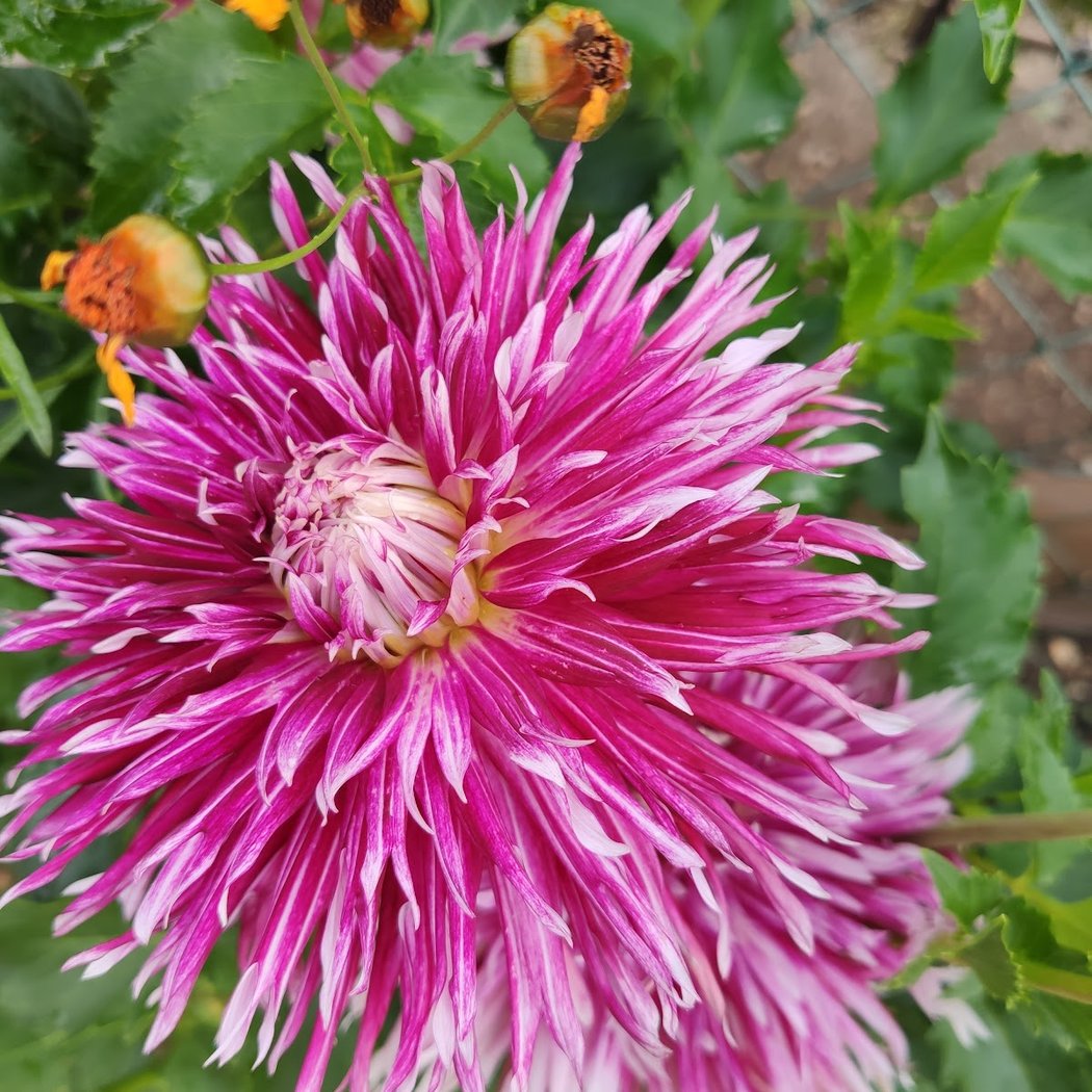 jardins familliaux 3