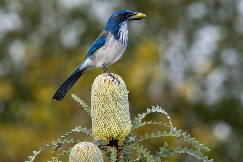 UC Santa Cruz Arboretum & Botanic Garden 3