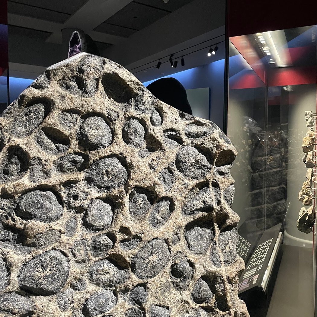 Special Events at the American Museum of Natural History 2