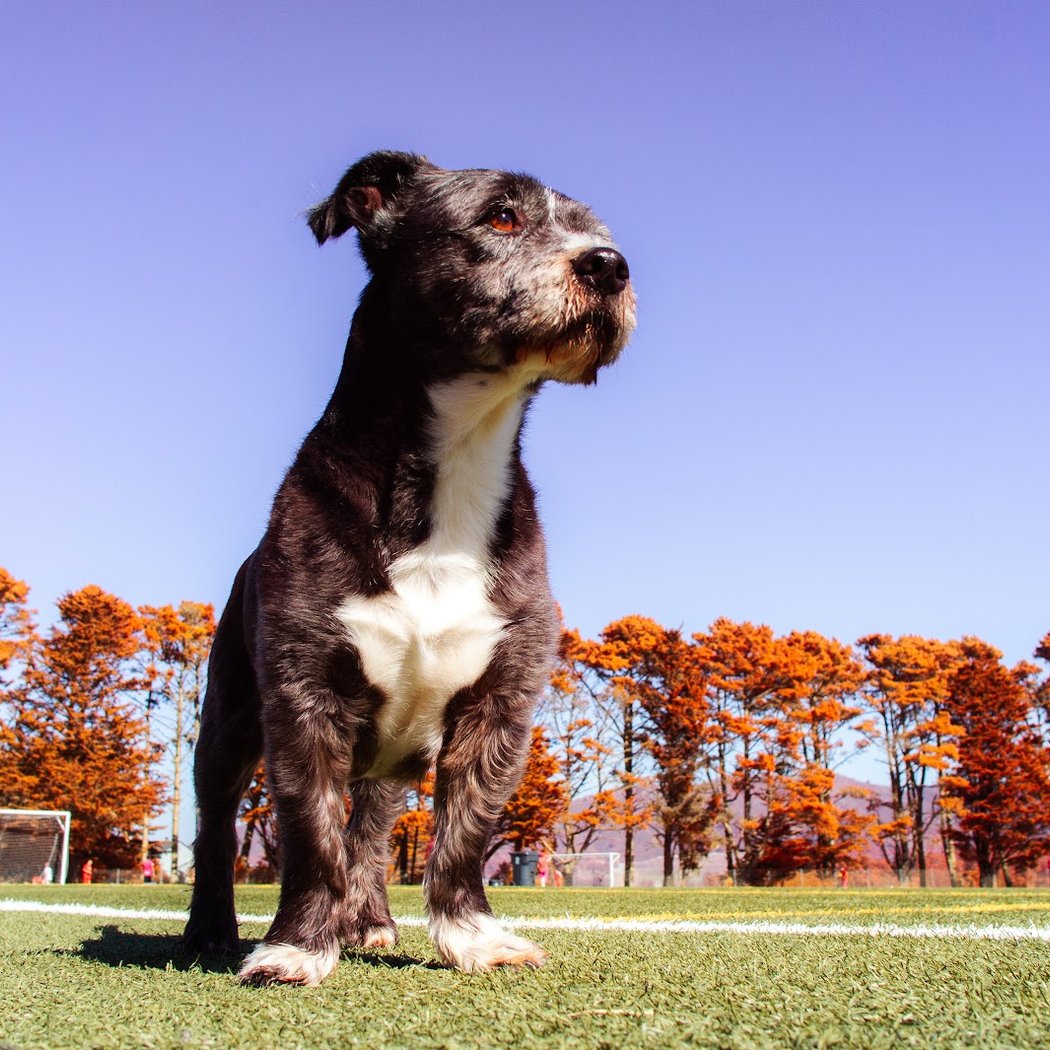 Gellert Park Dogs Association 1
