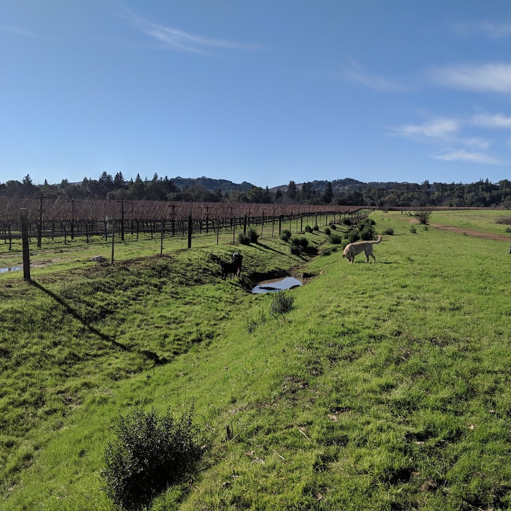 Alston Park Off-Leash Dog Area 3
