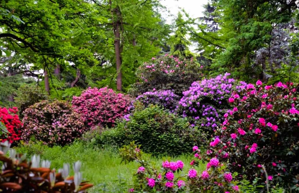 Versailles-Chèvreloup Arboretum 3