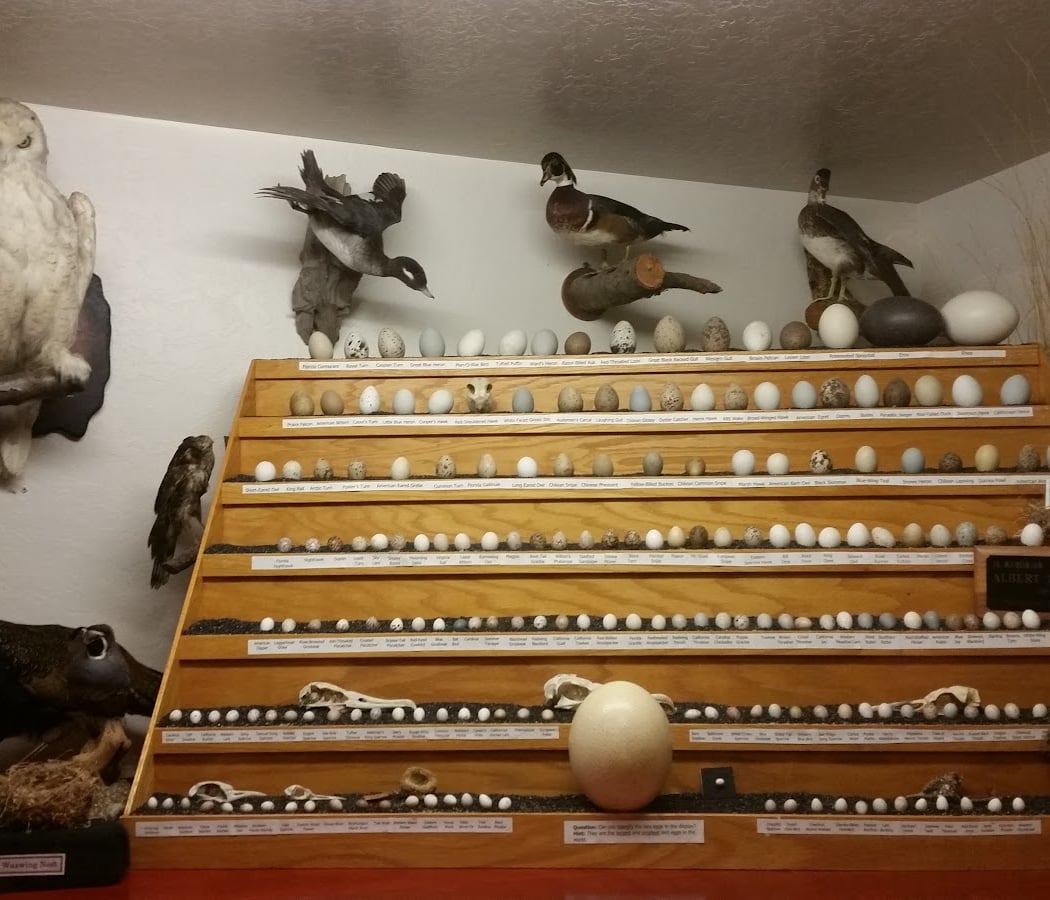 Petaluma Wildlife Museum 3