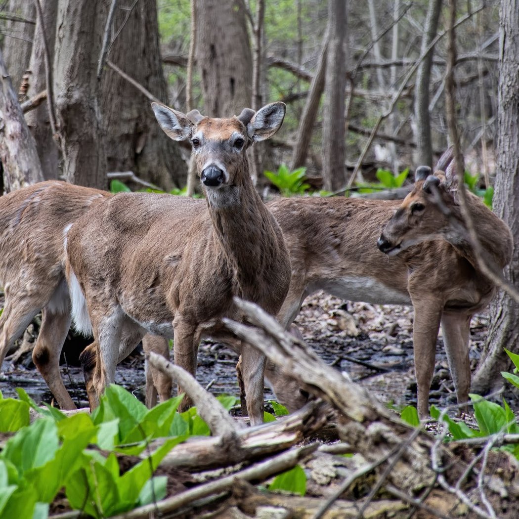 Dinosaur Hill Nature Preserve 1
