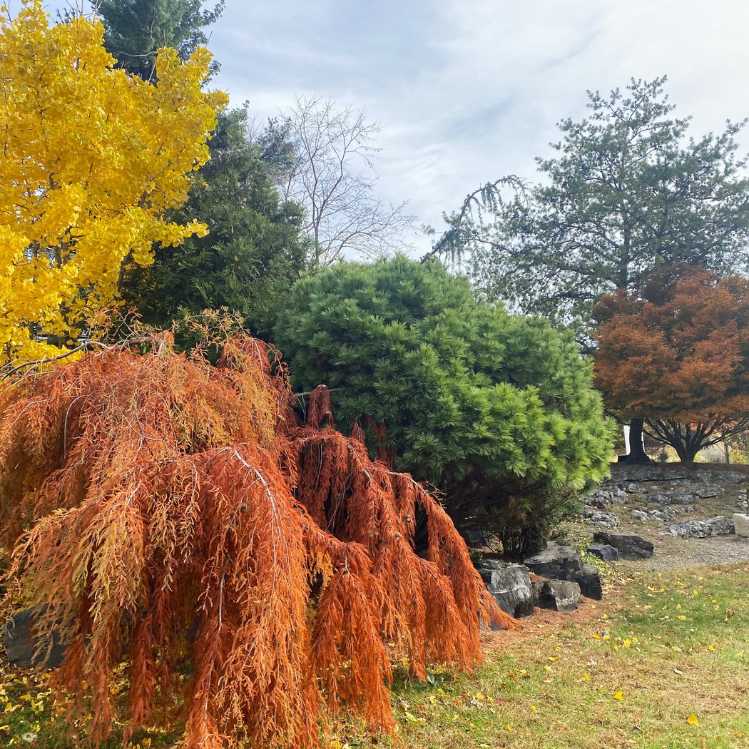 Ambler EAC Fall Tree Sale and Planting 1