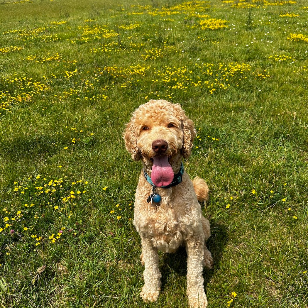 Swift Run Dog Park 1