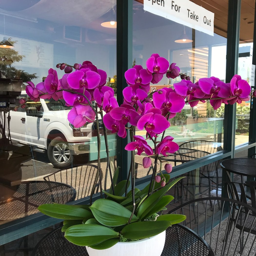 Melissa Orchid 2