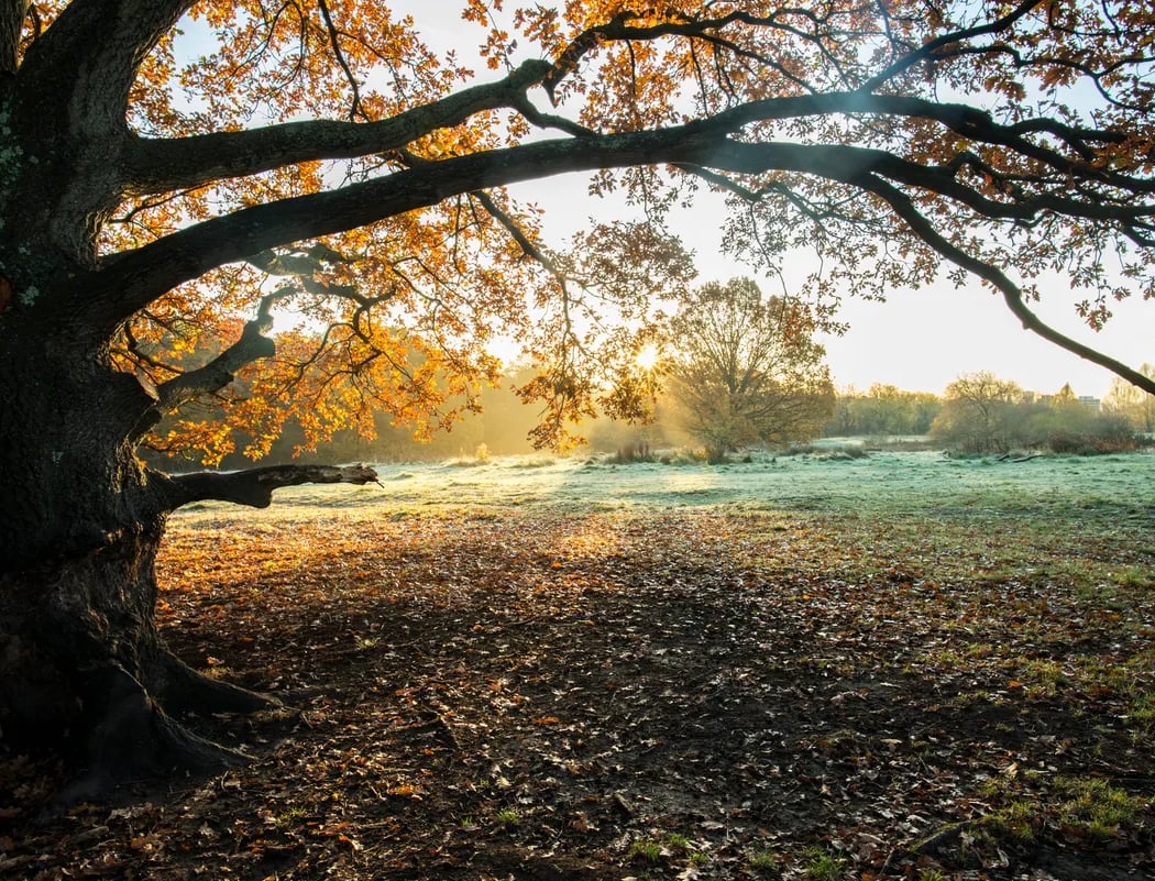 Hampstead Heath 1