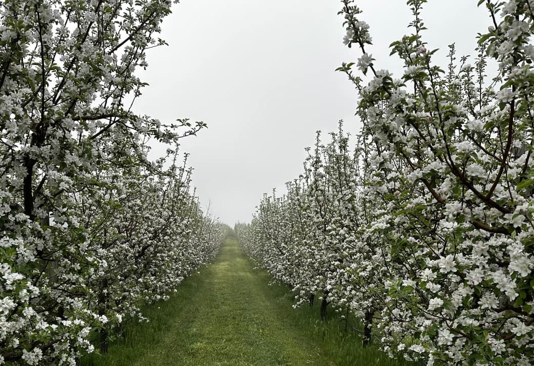 Volcan Valley Apple Farm 3