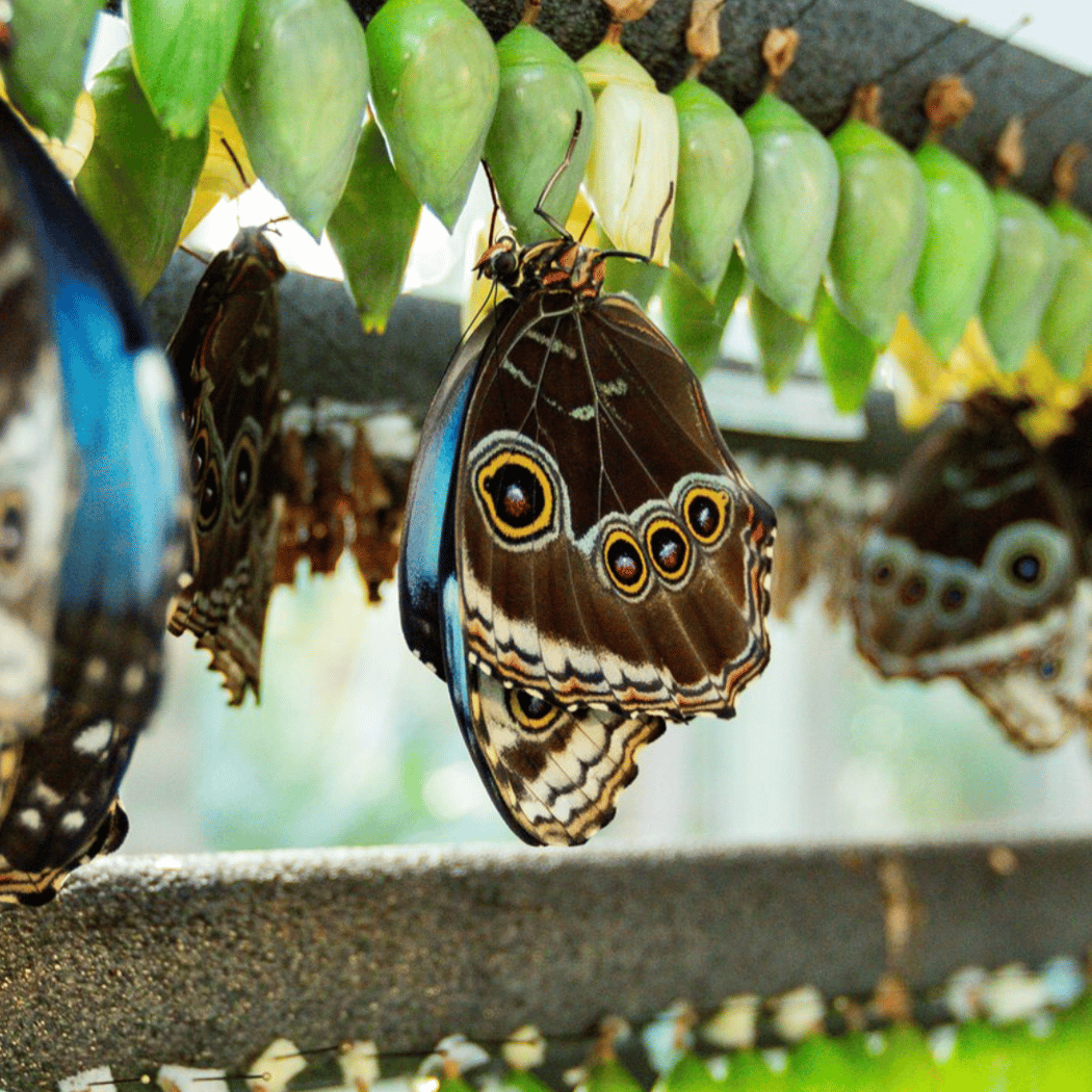 SOAR – Tropical Butterflies 1