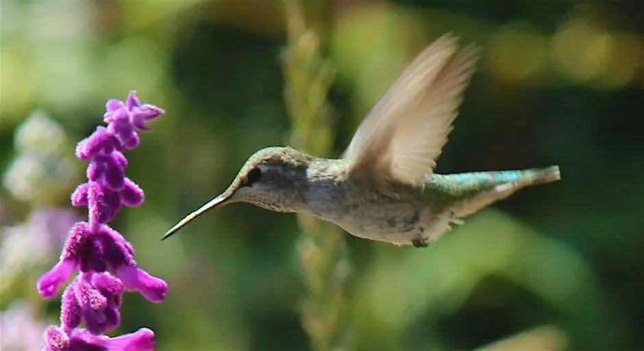 Birds of Alemany Farm: A Guided Bird Walk 1