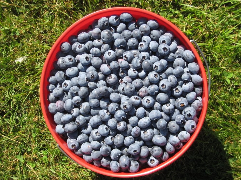 Blue Dot Farm 2