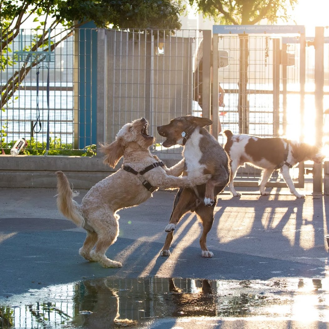 Tribeca Dog Run 1