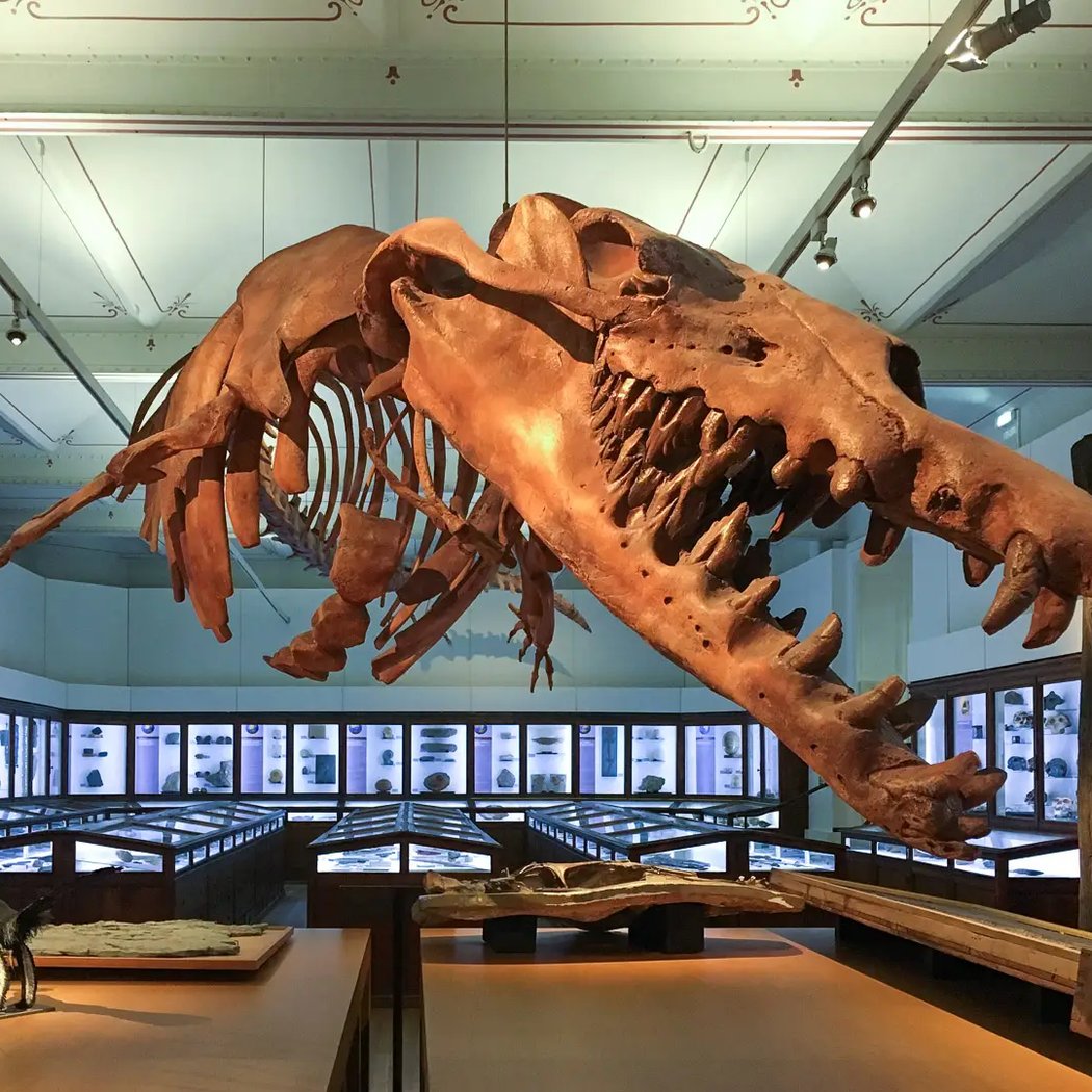Natural History Museum 1