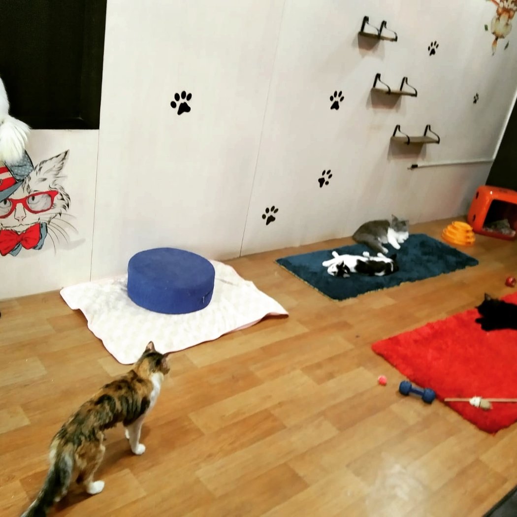 PURRed @Charlie's - The CAT Cafe J P Nagar 3