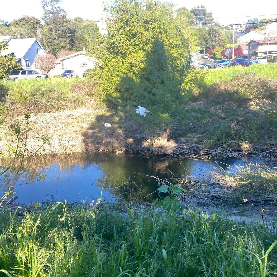 Bridge Over Pinole Creek 3