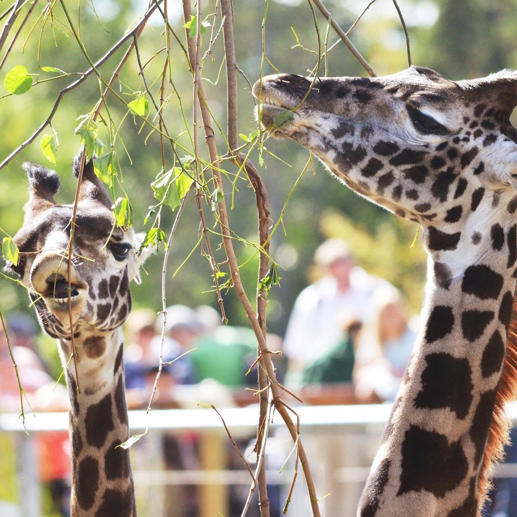 Seneca Park Zoo 1