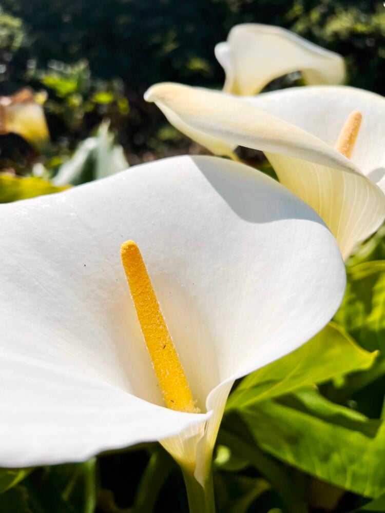 Calla Lily Valley 3