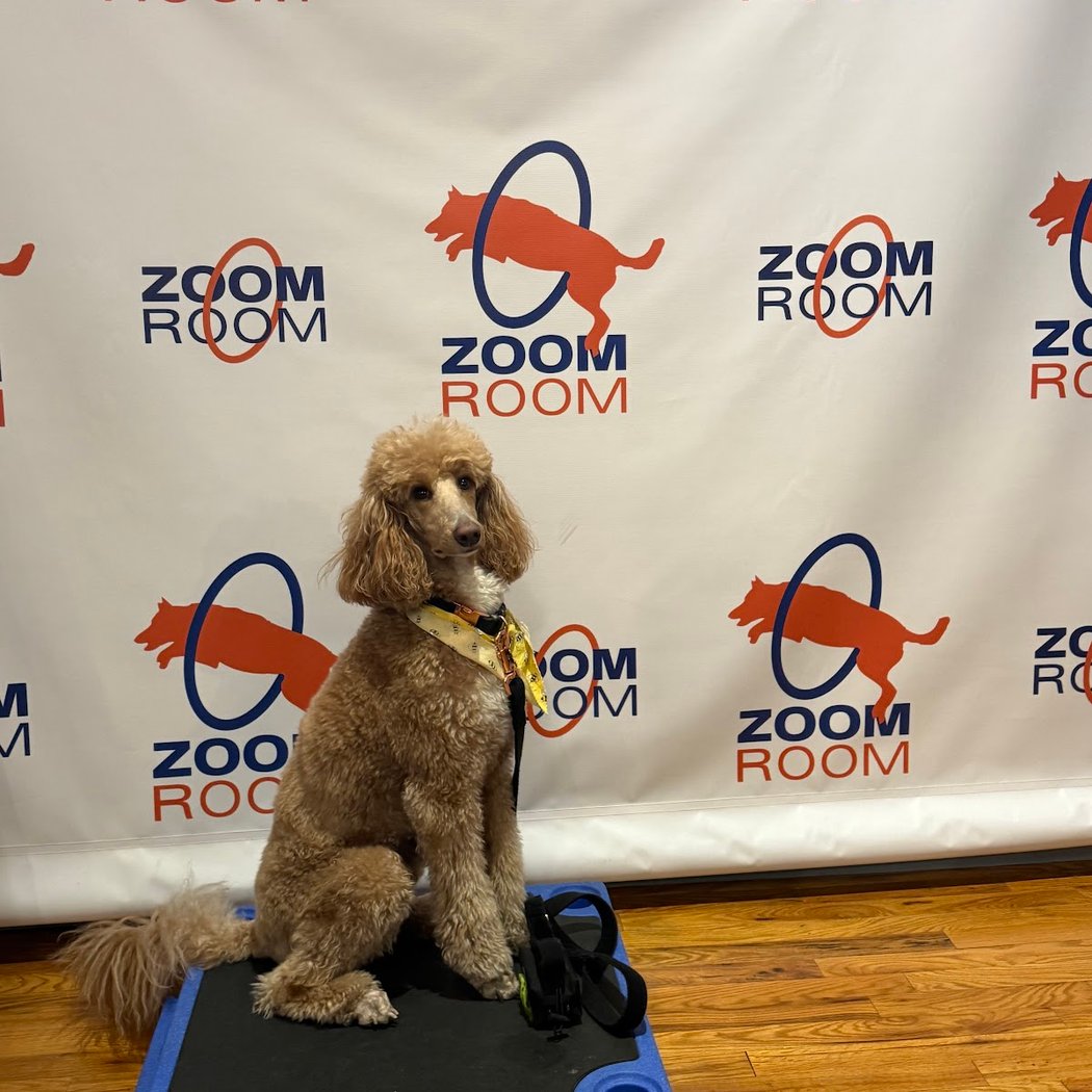 Zoom Room Dog Training 2