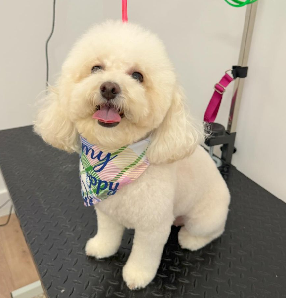 Dog Park Grooming & Daycare - Professional Dog Grooming & Daycare Services 1
