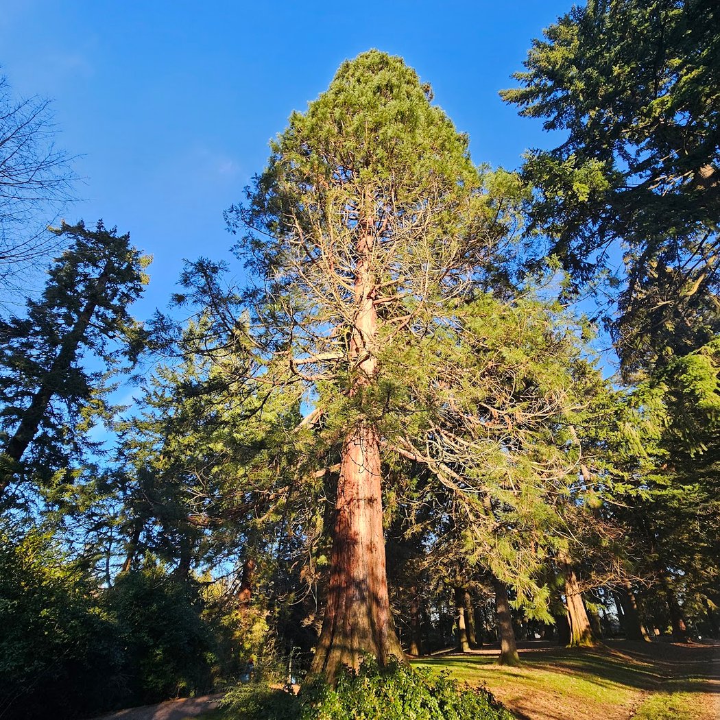 Laurelhurst Park 2