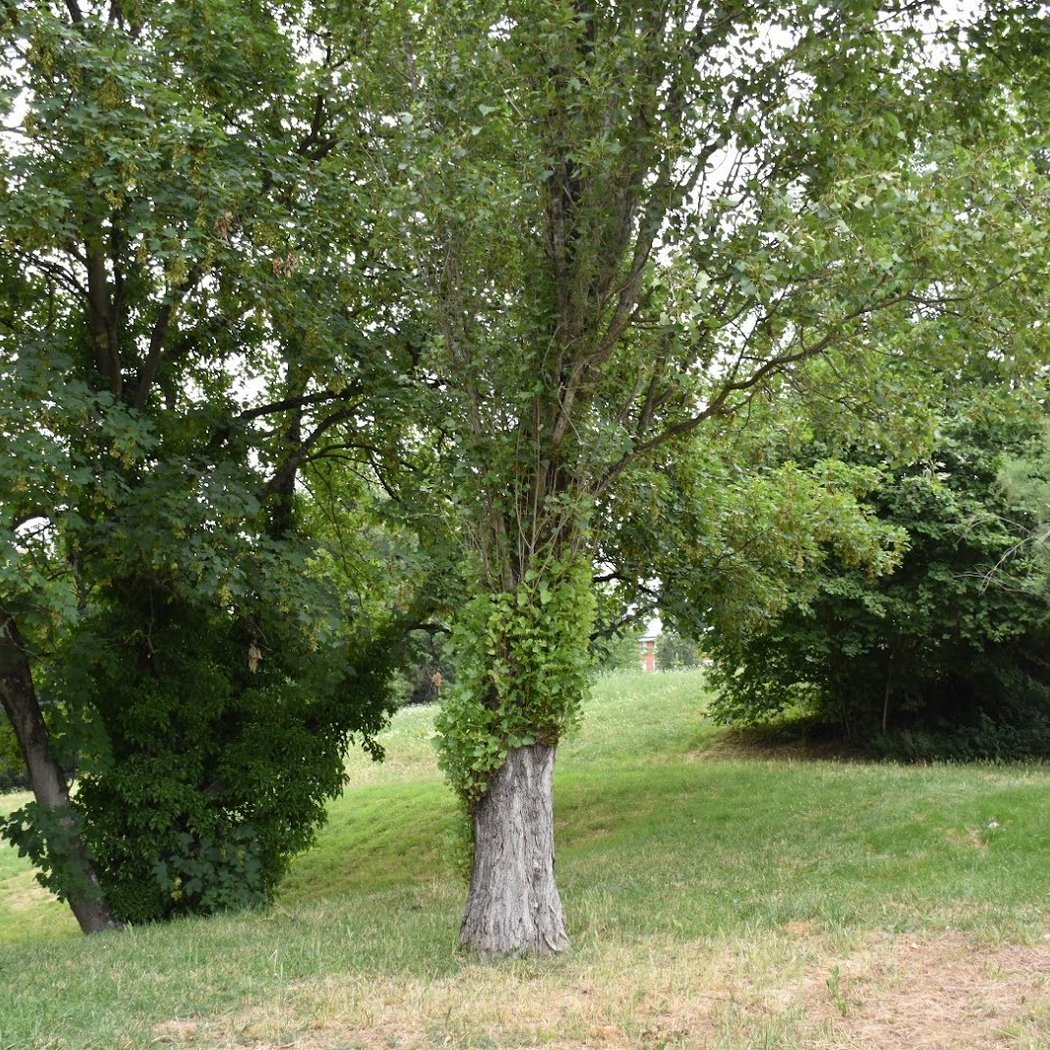 Parc Georges-Clemenceau 2