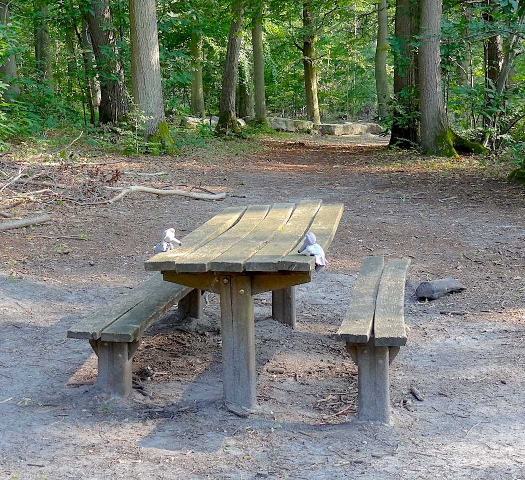 Foret de Carnelle 3