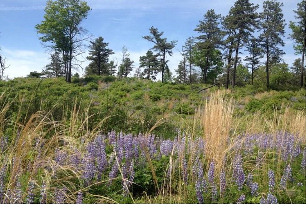 Albany Pine Bush Preserve 2