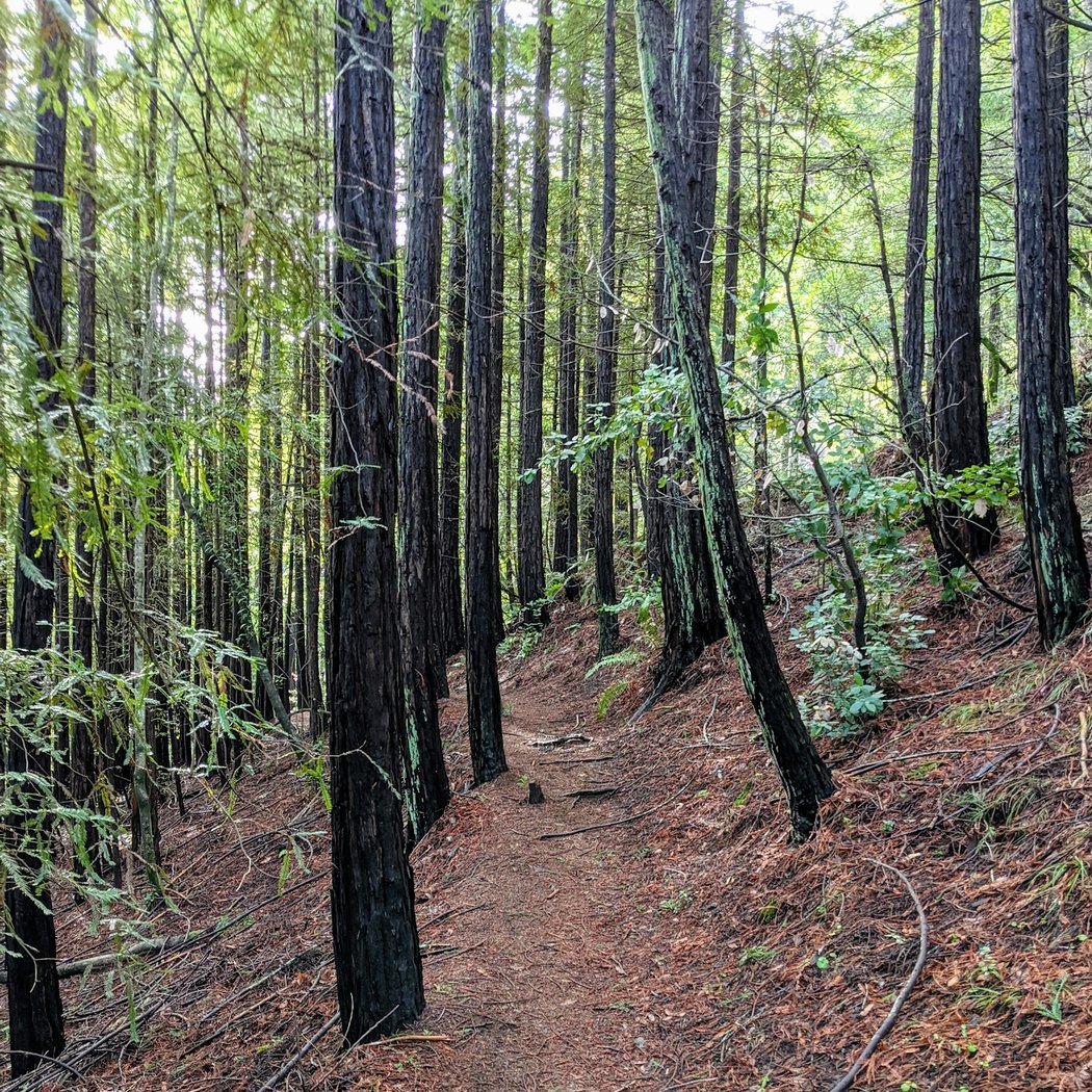 Dawn Falls Trail 2