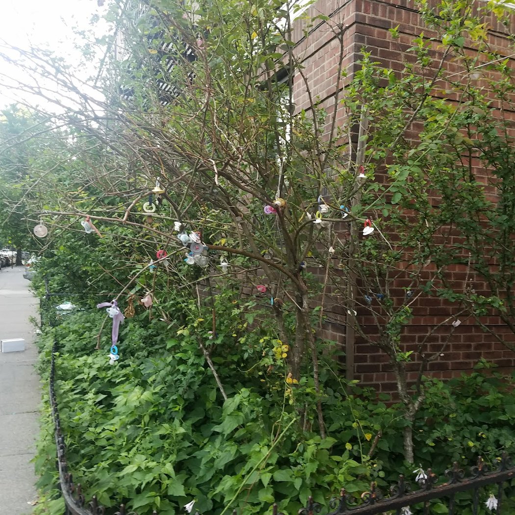 The Pacifier Tree 1