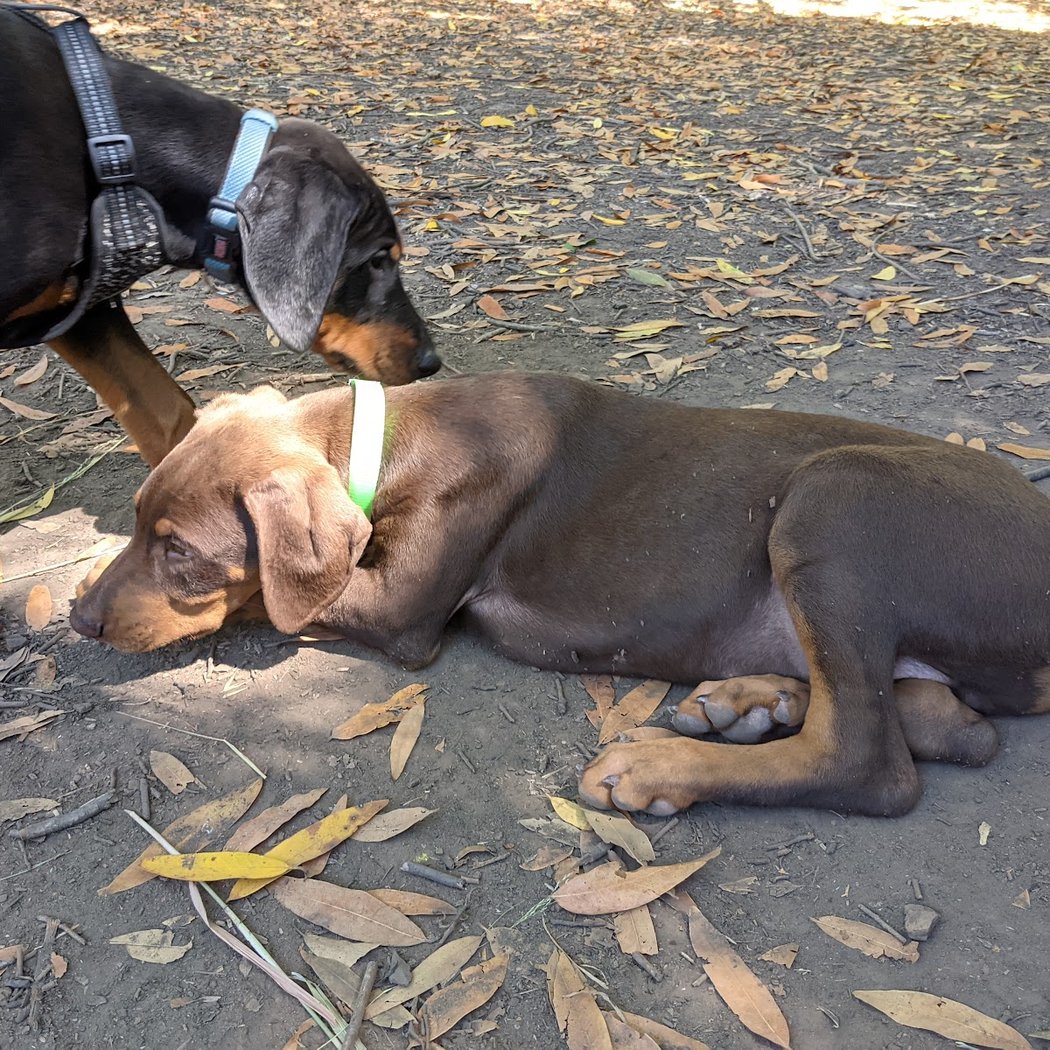 Drigon Dog Park 2