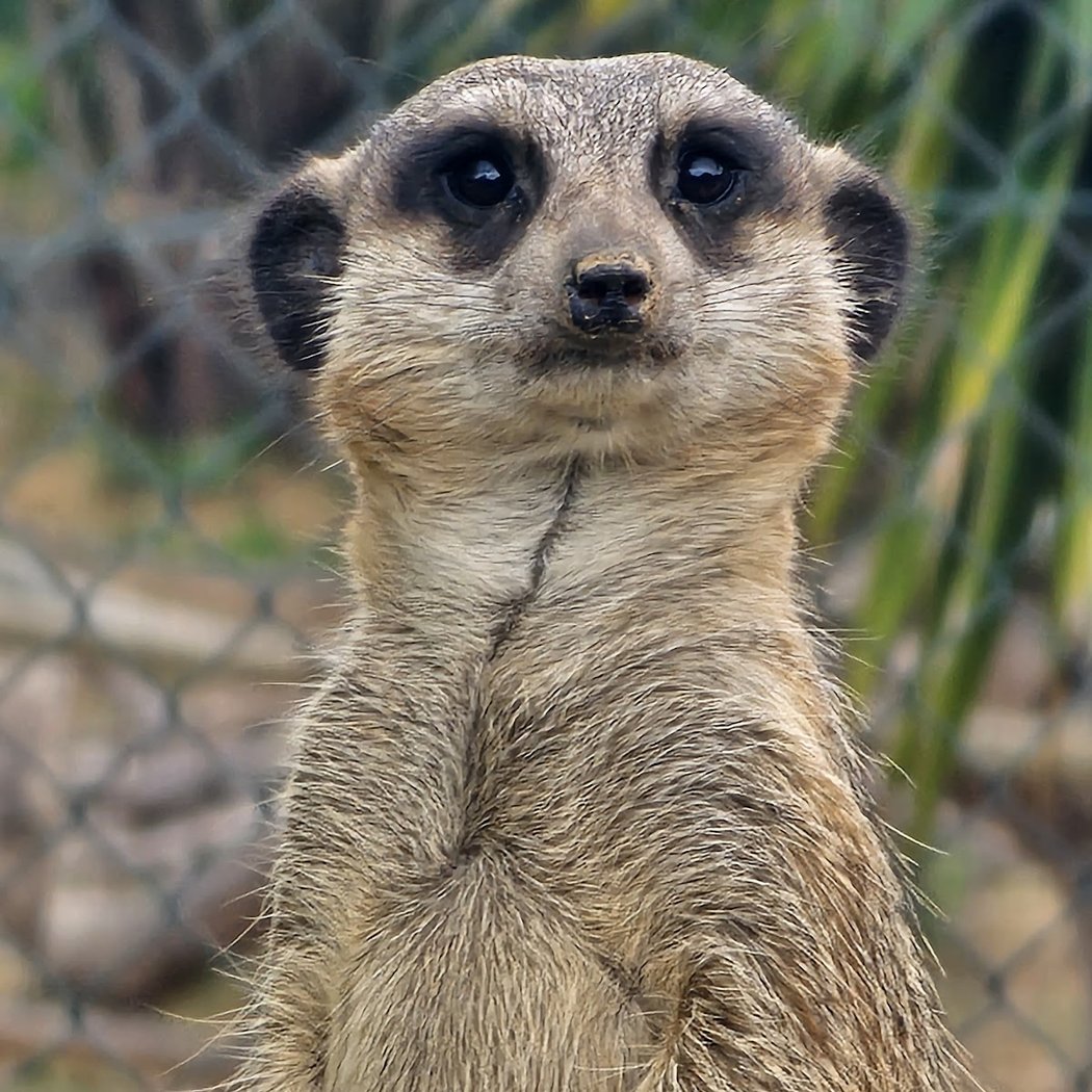 Corsica Zoo 1