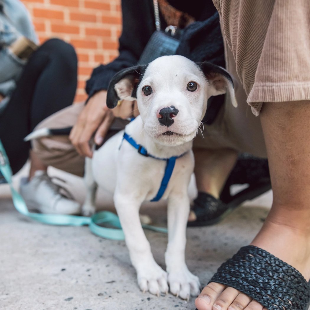 Yappy Hour 2