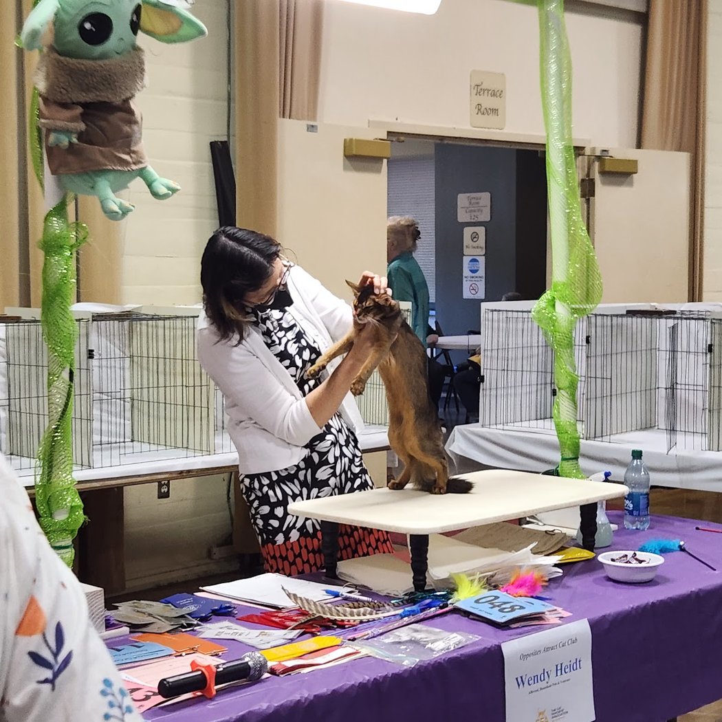 Glendale Civic Auditorium CFA Cat Show 1